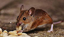 24 Hour & Emergency Exterminators in 1000 Palms, CA